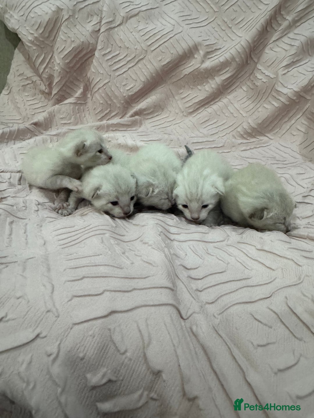 Bengal cats for sale: Adorable snow bengal kittens - Image 2