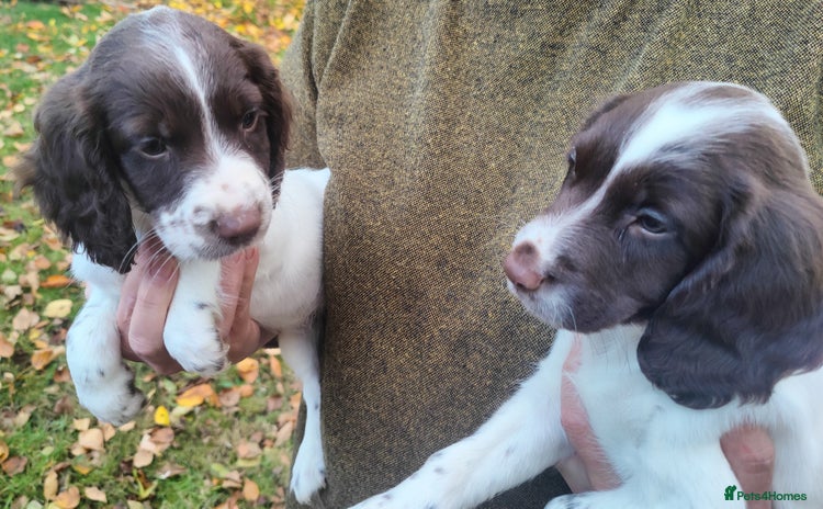 English Springer Spaniel dogs - Advert 2
