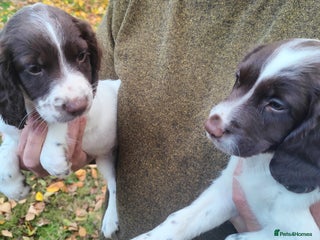 English Springer Spaniel dogs Choice 2 girls DNA all CLEAR Gonioscopy - Advert 4