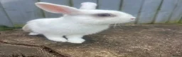 Rex rabbits for sale: Blue eyed white/beige rabbit - Advert 4