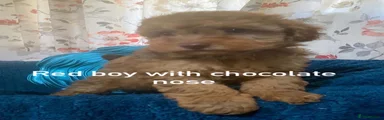 Toy Poodle 1