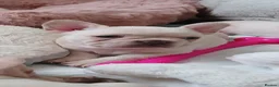 French Bulldog dogs for sale: Last pup/Pure bred French bulldog puppies for sale - Advert 18