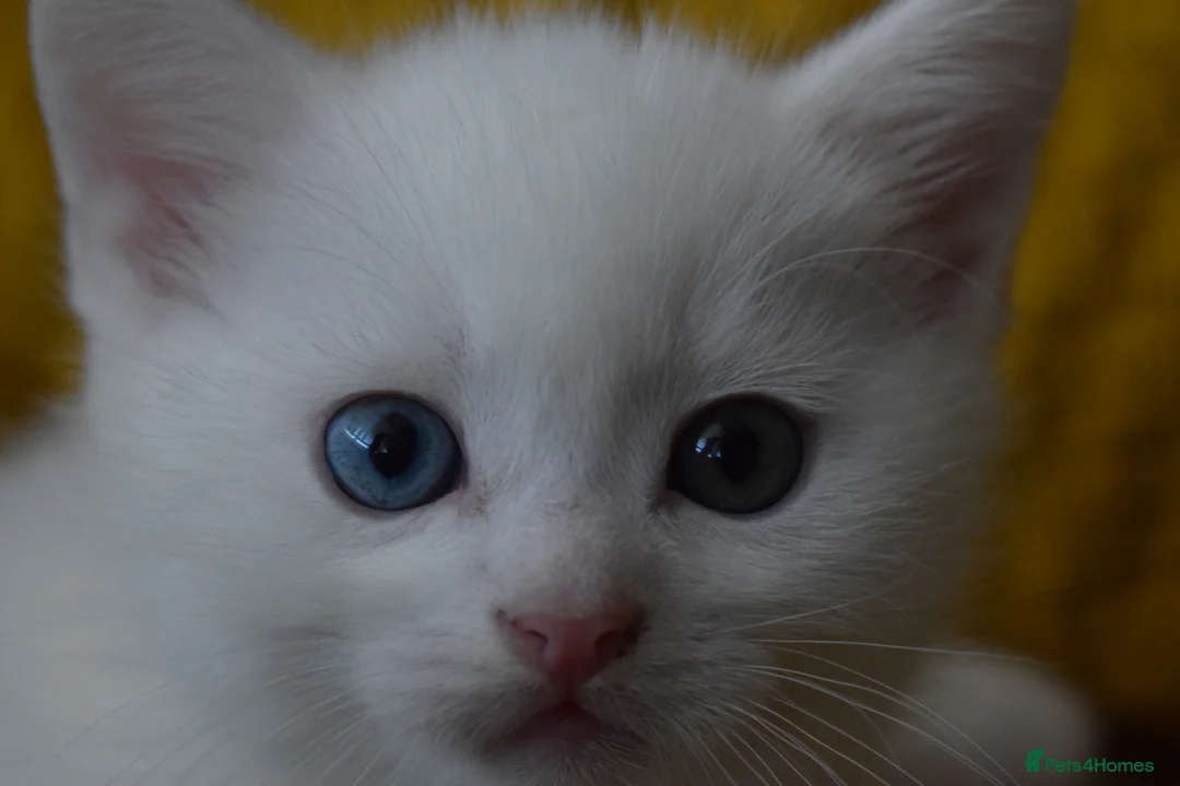 Mixed Breed cats for sale: Rare Odd Eye Mixed Breed Kitten for sale - Advert 6