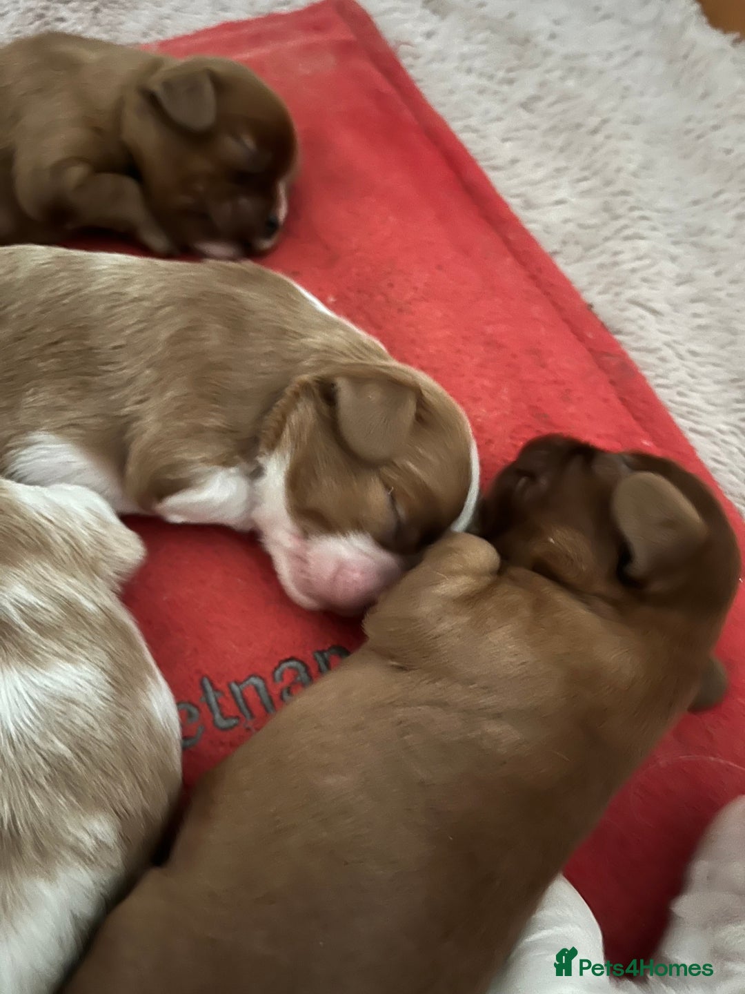 Cavalier King Charles Spaniel dogs for stud: Merlesque 5⭐️ cavalier stud DNA/Heart/Eye tests in Birmingham - Advert 7