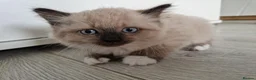 Mixed Breed cats for sale: Kitten - Advert 7