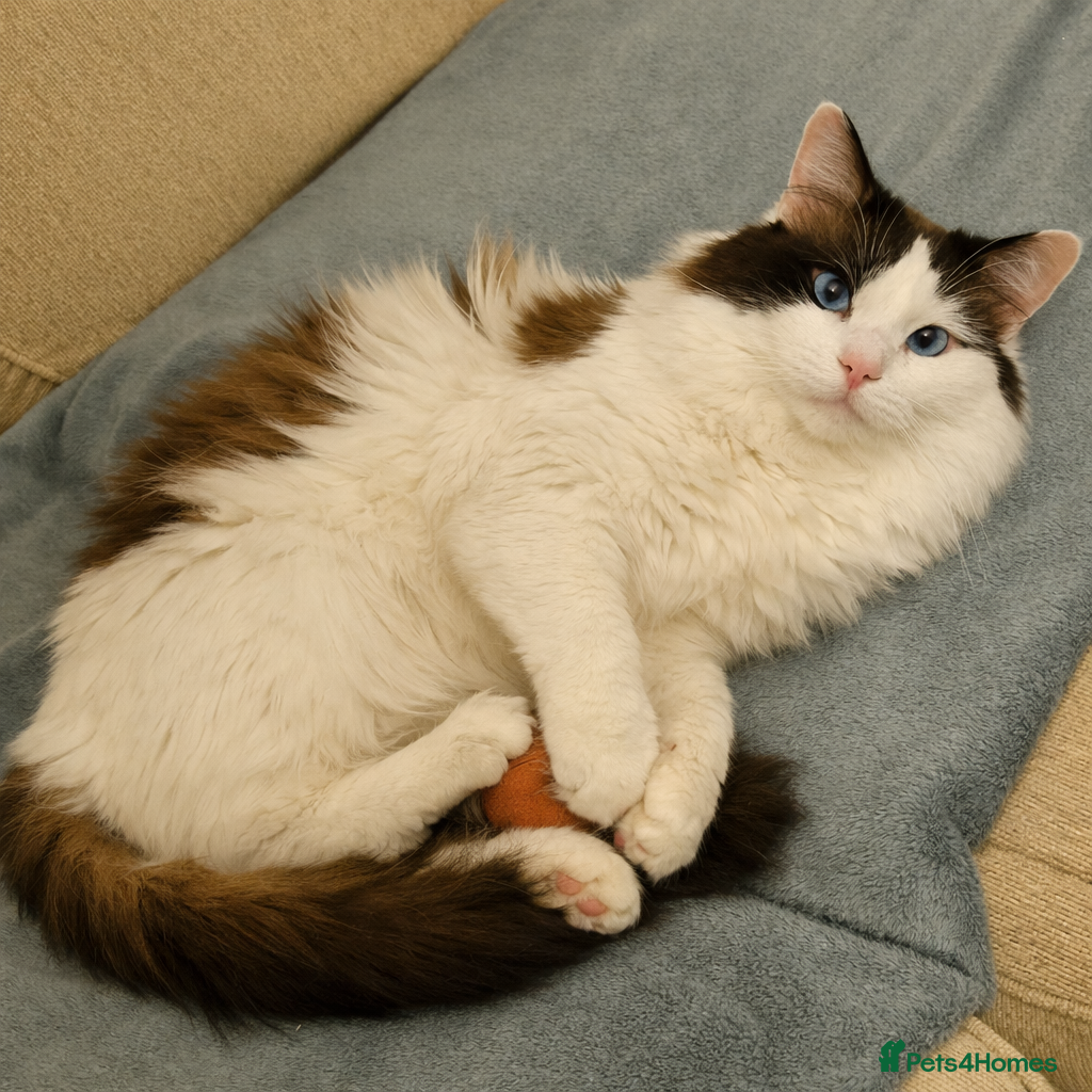 Ragdoll cats Ragdoll Bicolour male  - Advert 1