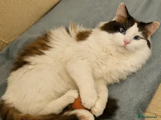 Ragdoll cats Ragdoll Bicolour male - Advert 1