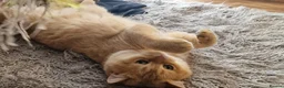 British Shorthair cats for stud: BSH registed proven stud - Advert 7