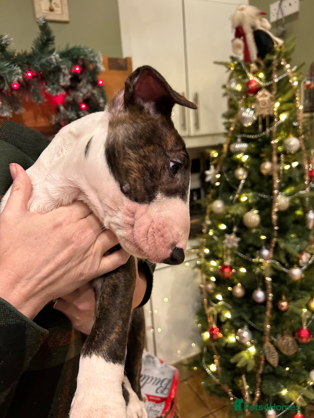 Bull Terrier dogs for sale: Lovely big boned bull terrier  - Advert 11