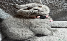 British Shorthair cats for sale: Stunning litter of bsh  - Advert 18