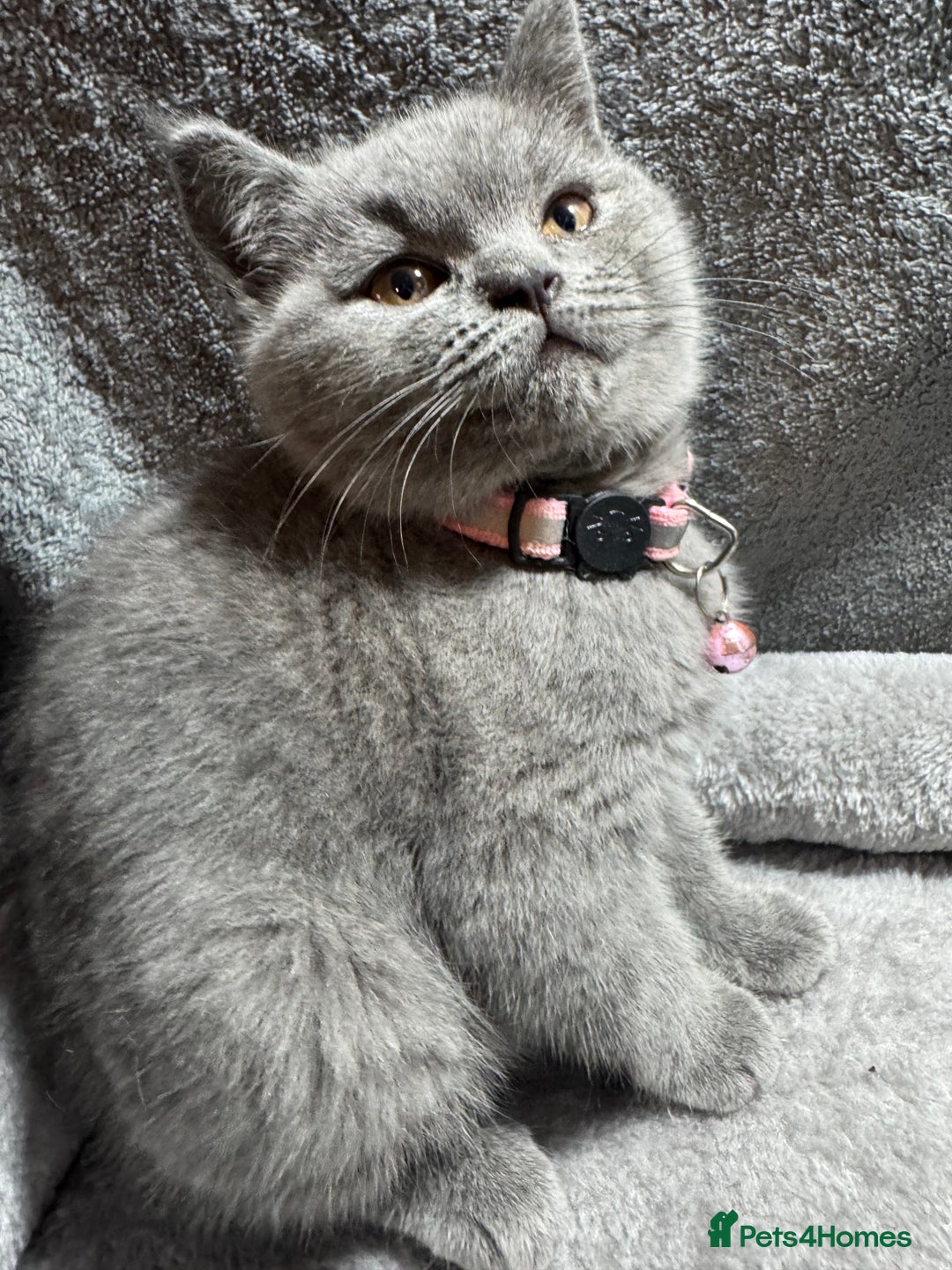 British Shorthair cats for sale: Stunning litter of bsh  - Advert 18