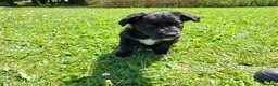 Lurcher dogs for sale: Greyhound x shepherd/collie  in Hungerford - Advert 20