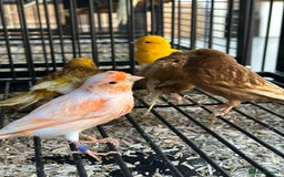 Canaries birds for sale: Various Stunning Baby Canaries  - Image 3
