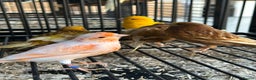 Canaries birds for sale: Various Stunning Baby Canaries  - Advert 3