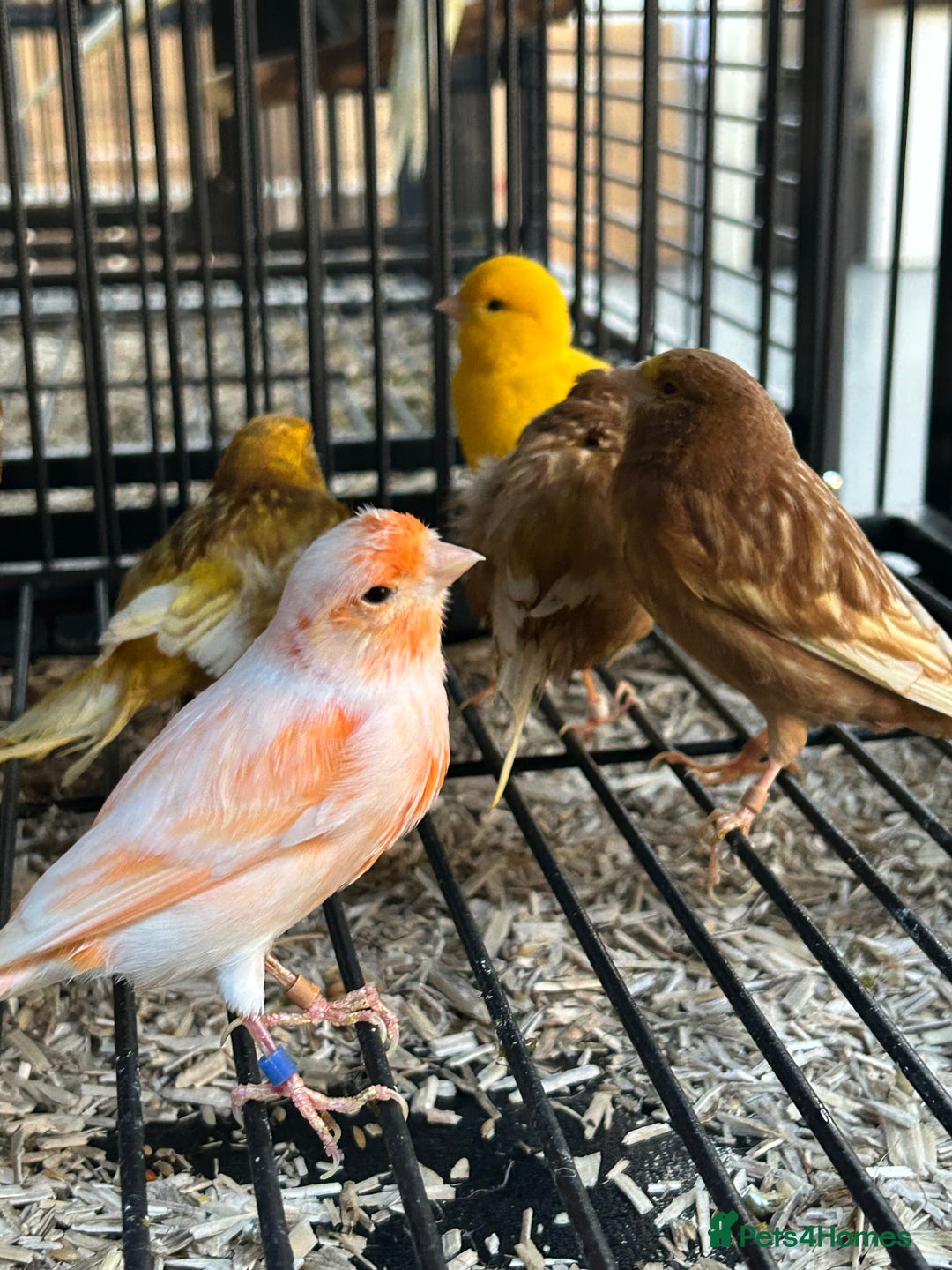Canaries birds for sale: Various Stunning Baby Canaries  - Image 3