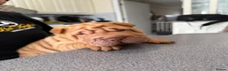 Shar Pei dogs for sale: LOVELY SHARPEI Price Negotiable - Advert 21