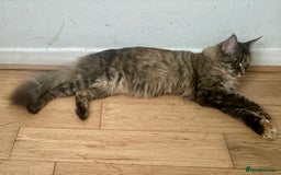 Maine Coon cats for sale: Main coon  - Image 4