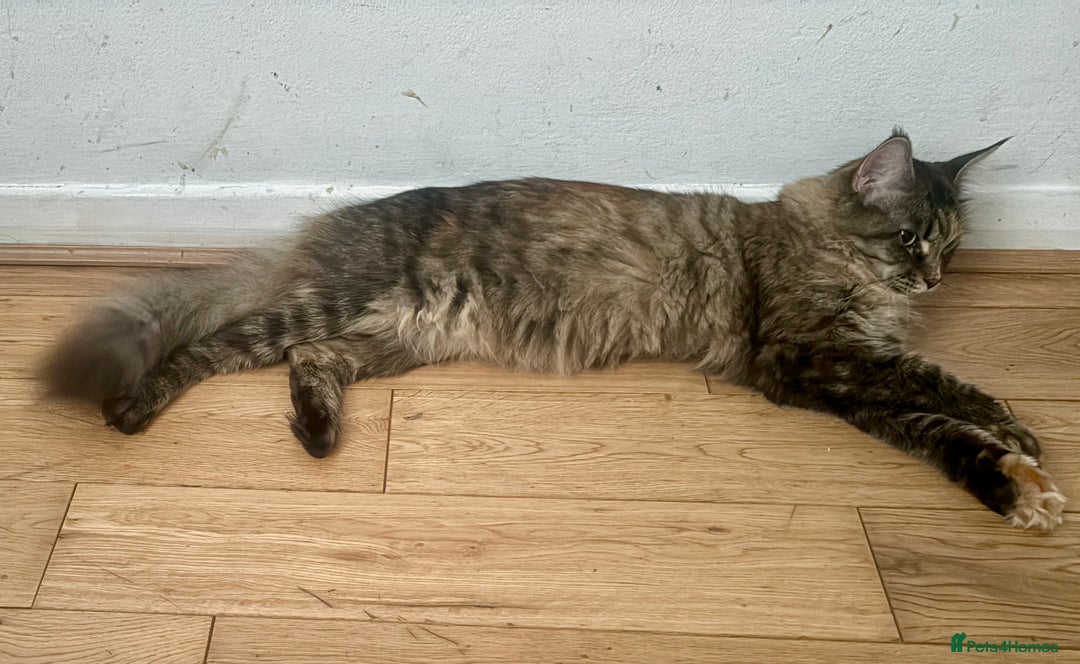 Maine Coon cats for sale: Main coon  - Image 4