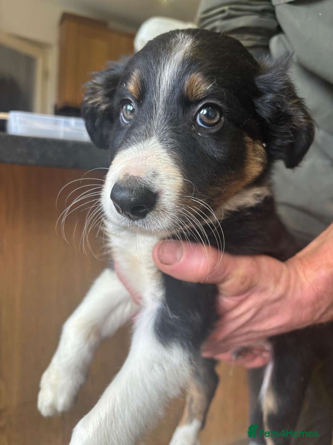 Sprollie dogs for sale: Spollie puppie for sale - Image 1