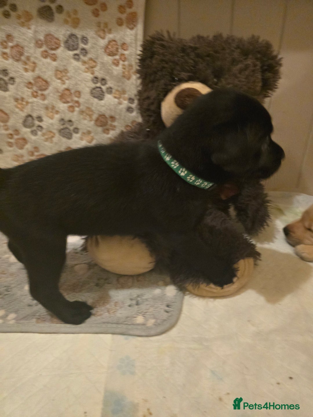 Labrador Retriever dogs for sale: Yellow and Black Labrador Puppies - Advert 7