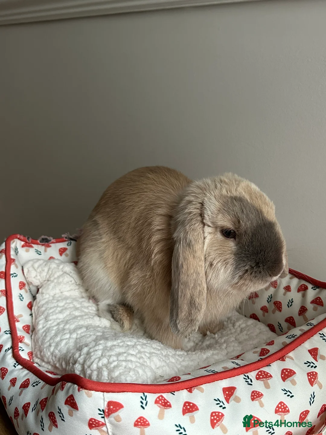 Mini Lop rabbits for sale: Male mini lop 5 months old - Advert 3