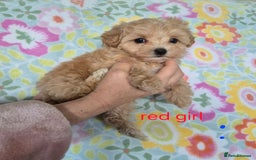 Maltipoo dogs for sale: F1 Maltipoo puppies 🐶 Just 2 girls remaining  - Advert 15