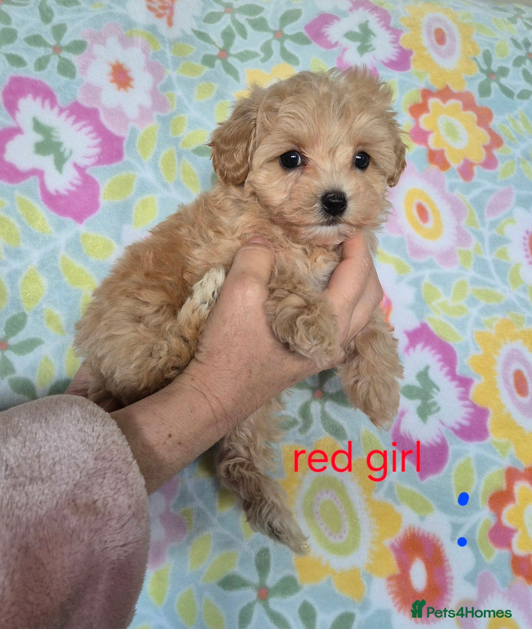 Maltipoo dogs for sale: F1 Maltipoo puppies 🐶 Just 2 girls remaining  - Advert 15