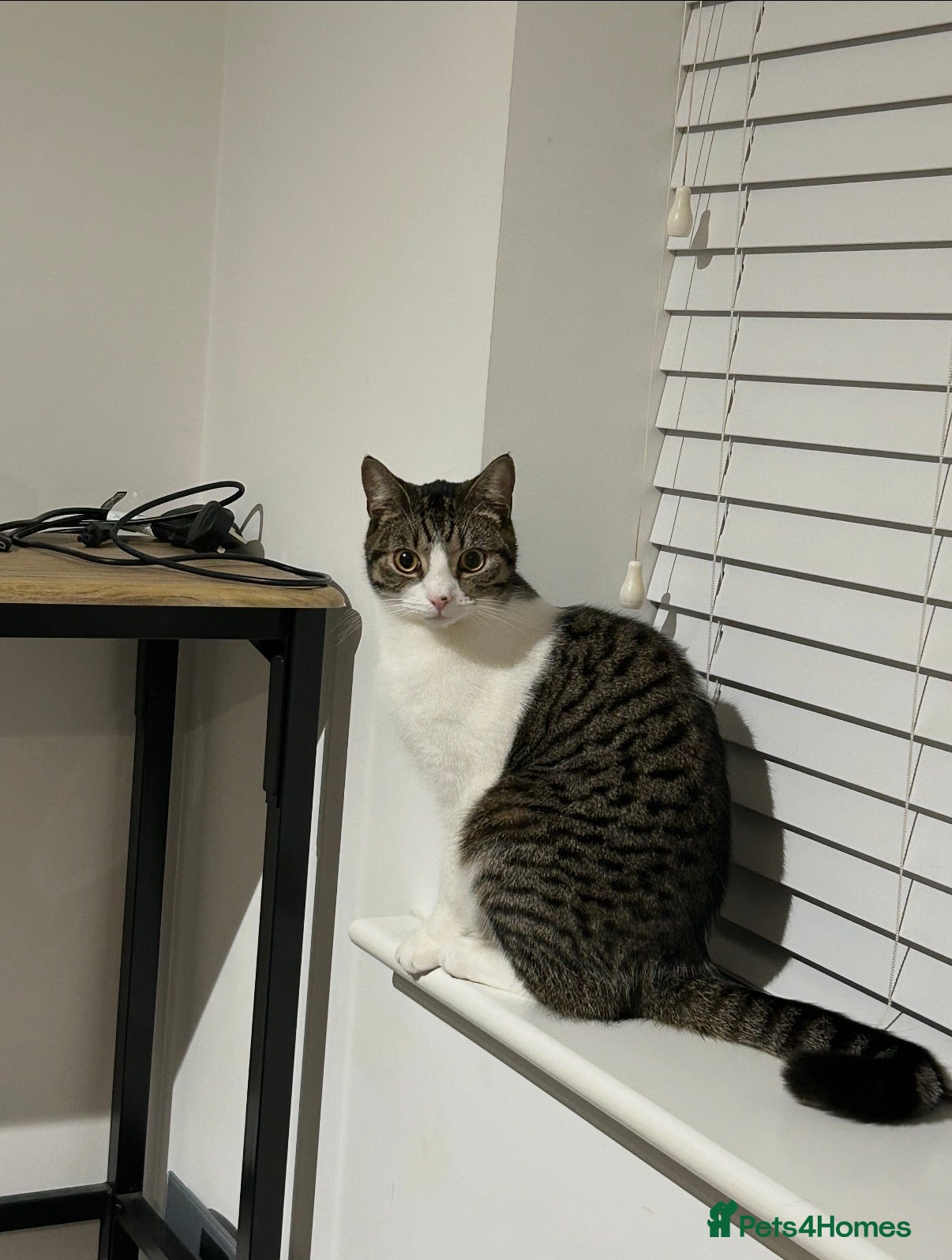 Mixed Breed cats 1 Year old male cat - Advert 5