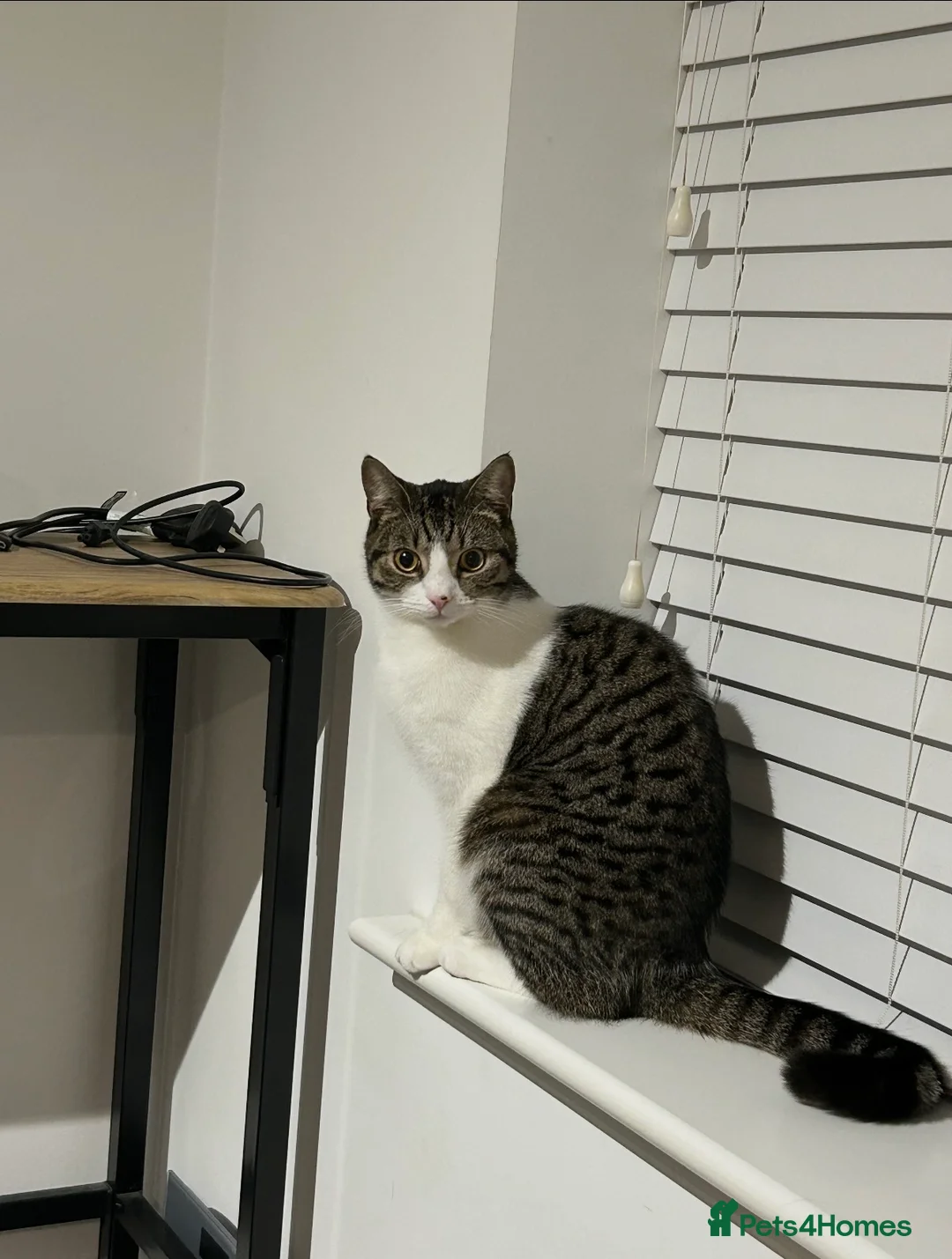 Mixed Breed cats for sale: 1 Year old male cat - Advert 1