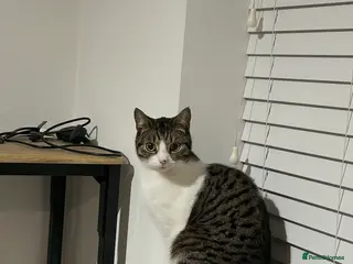 Mixed Breed cats 1 Year old male cat - Advert 1