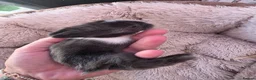 Lionhead rabbits for sale: Double maned lionhead- new litter in the nest. - Advert 15