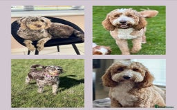 Australian Labradoodle dogs for sale: *waiting list* Australian labradoodles - Image 1