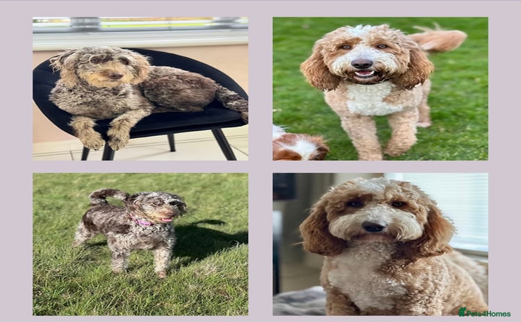 Australian Labradoodle dogs - Advert 1