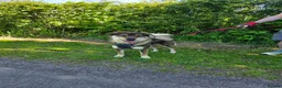 Mixed Breed dogs for adoption: Meet Paddington,  currently residing in Cheshire  in Nantwich - Advert 3