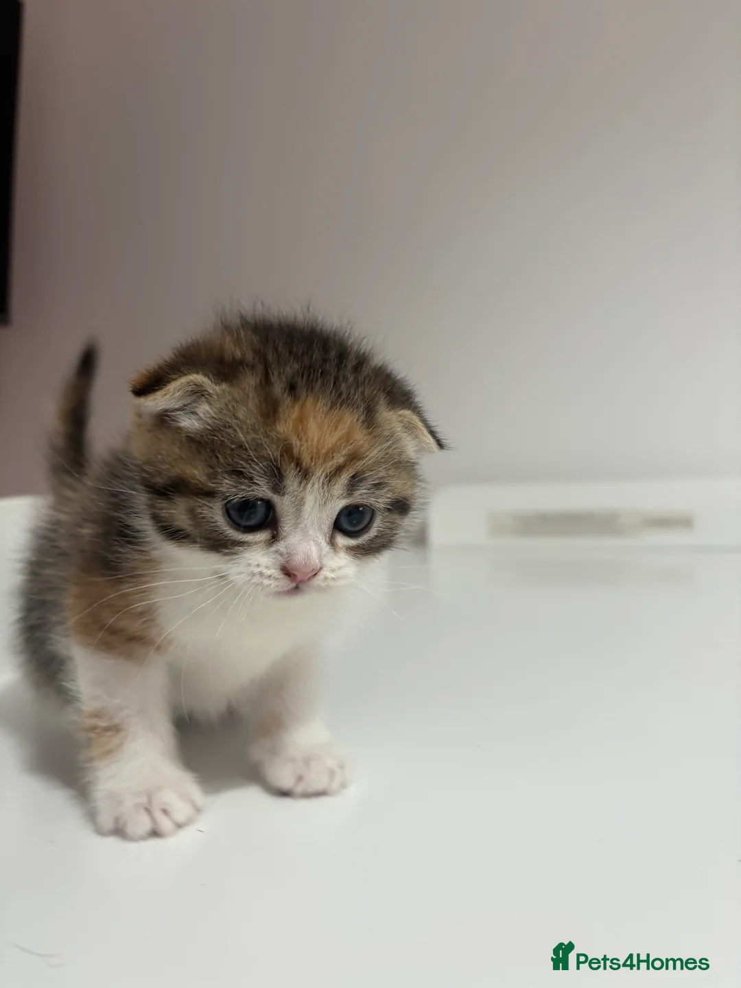 Scottish Fold cats for sale: Scottish fold straight and folded ears - Advert 6