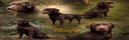 Labrador Retriever dogs for sale: Choc & Yellow Labs Waiting list open 202 DNA KC - Advert 3