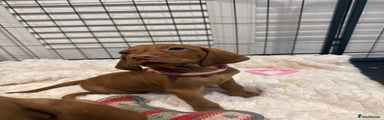 Hungarian Vizsla Puppy 6