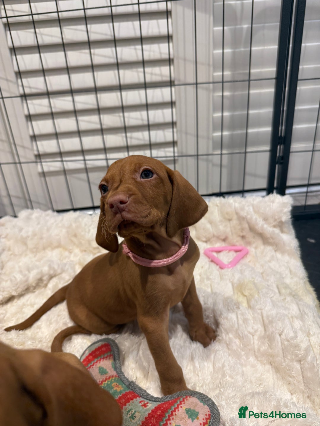 Hungarian Vizsla dogs for sale: Hungarian Vizsla Puppies – Prime Pedigree - Advert 7