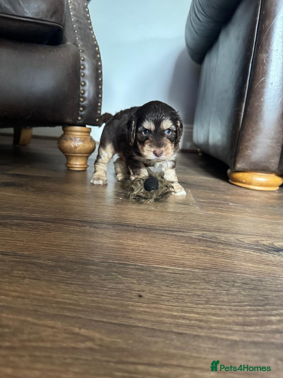 Cockapoo dogs for sale: Adorable F1 Cockerpoo puppies - Image 6