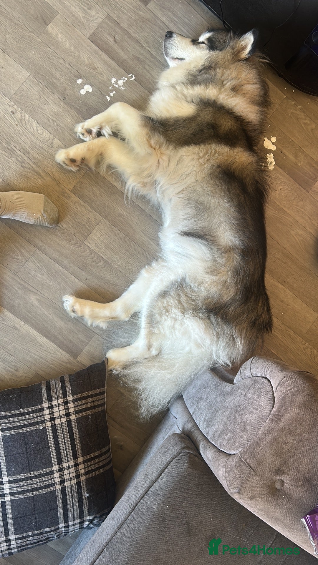 Alaskan Malamute dogs Beautiful girl for sale  - Advert 2