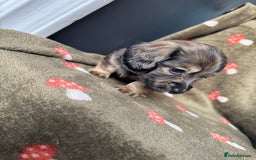 Miniature Dachshund dogs for sale: Cream&Shaded KC reg. PRA clear 4 weeks old - Image 15