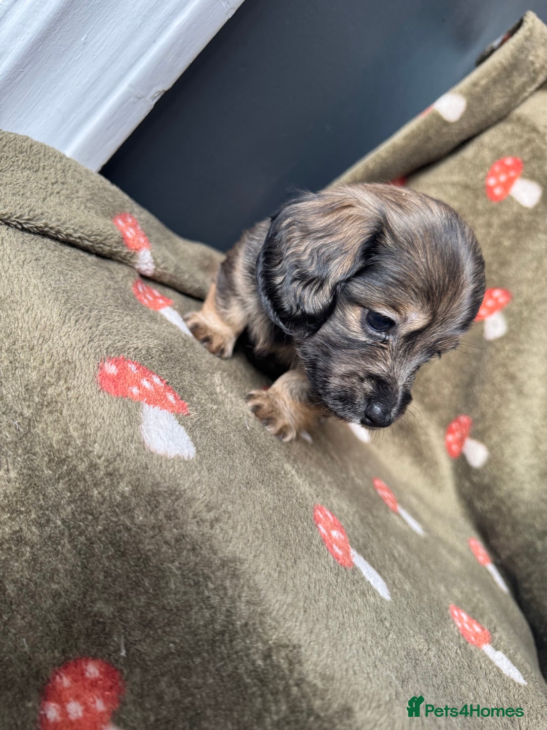 Miniature Dachshund dogs for sale: Cream&Shaded KC reg. PRA clear 4 weeks old - Image 15