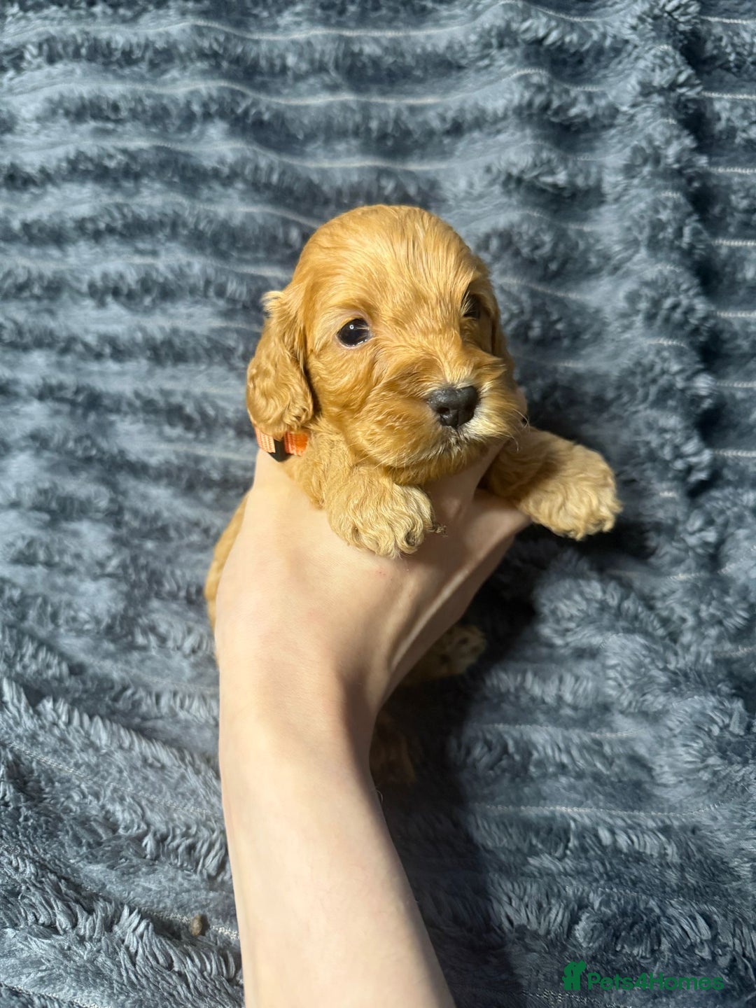 Cockapoo dogs for sale: F1 RARE VILLASPANIOL CHAMPION LINE  COCKAPOOS  - Advert 11
