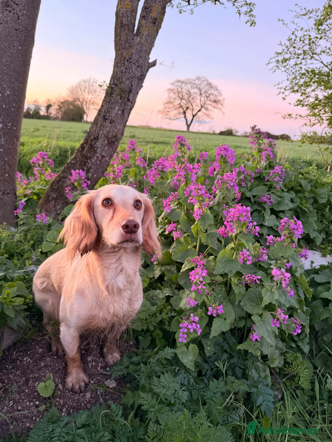 Cocker Spaniel dogs for sale: *upcoming litter* cocker spaniel  - Advert 1