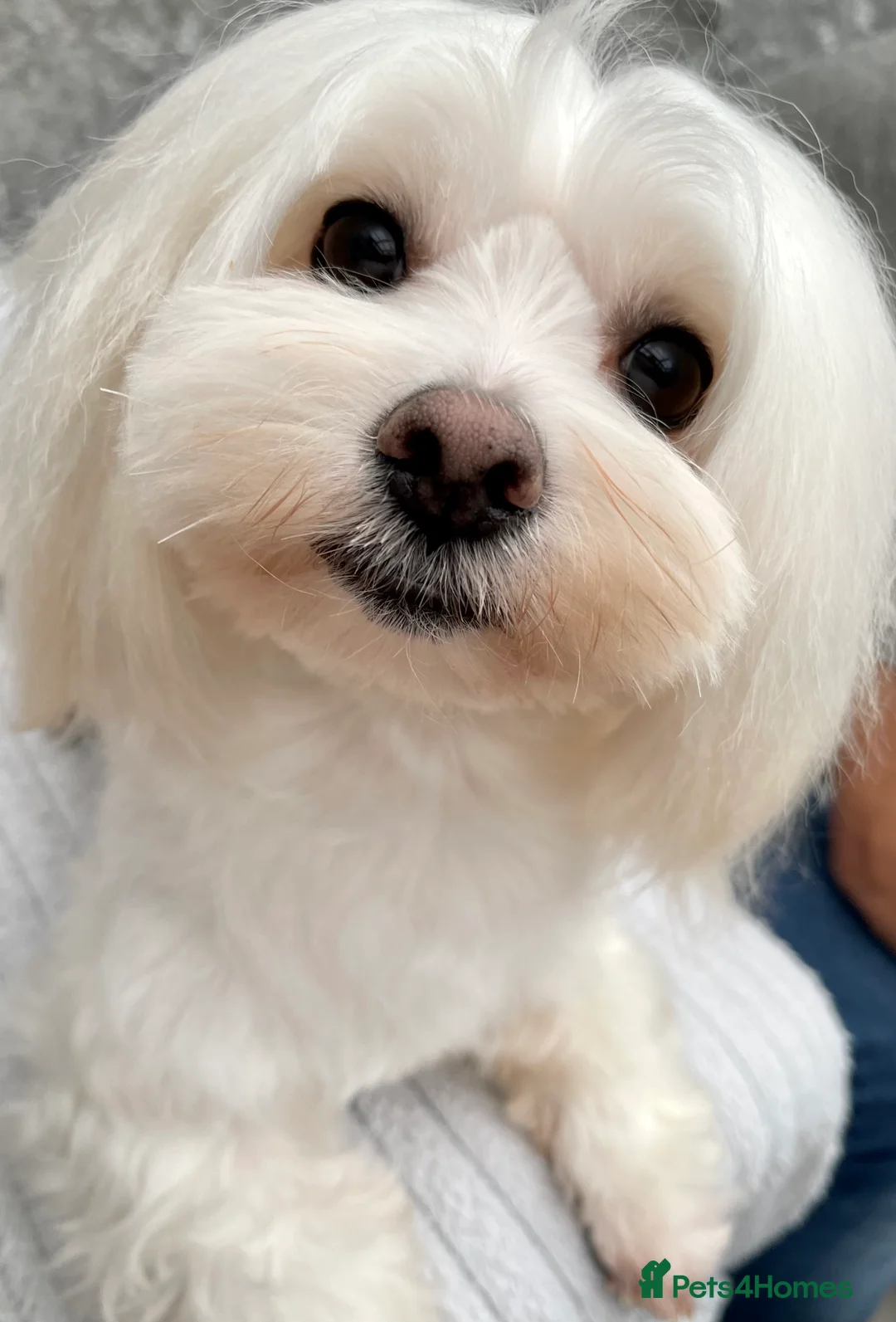 Maltese dogs for stud: Small Maltese for STUD! Pure breed! in London - Advert 5