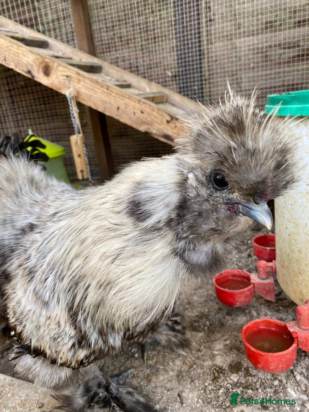 Chickens poultry for sale: Silkie and Polish Cockerels - Image 3