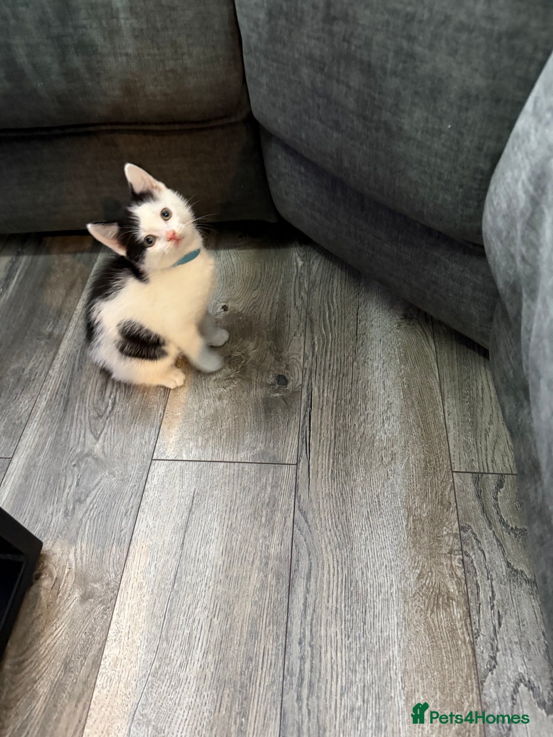 Mixed Breed cats for sale: Kittens for sale - Advert 8