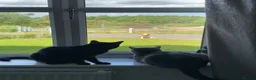 British Shorthair cats for sale: Luna - rehoming our beautiful indoor cat - Advert 10