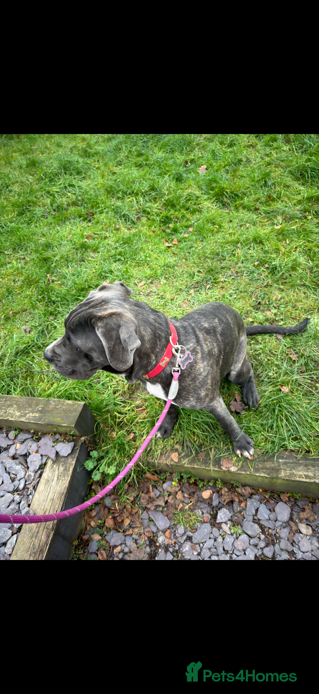 Cane Corso dogs for sale: Cane corso  - Advert 7