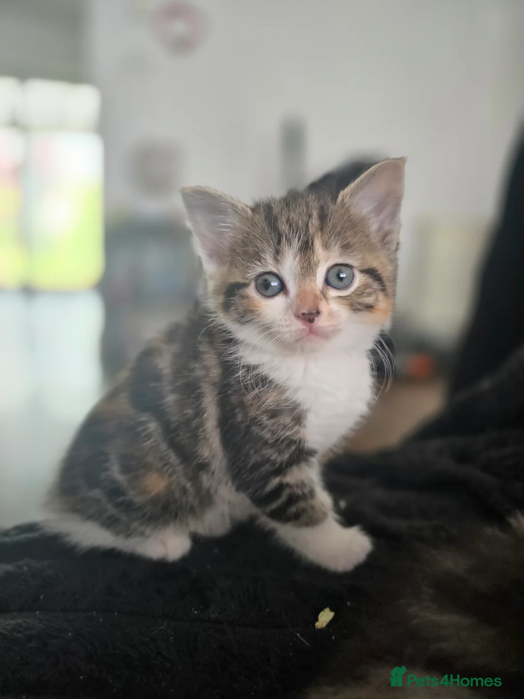 Mixed Breed cats for sale: Kittens for sale in Blackburn - Advert 2